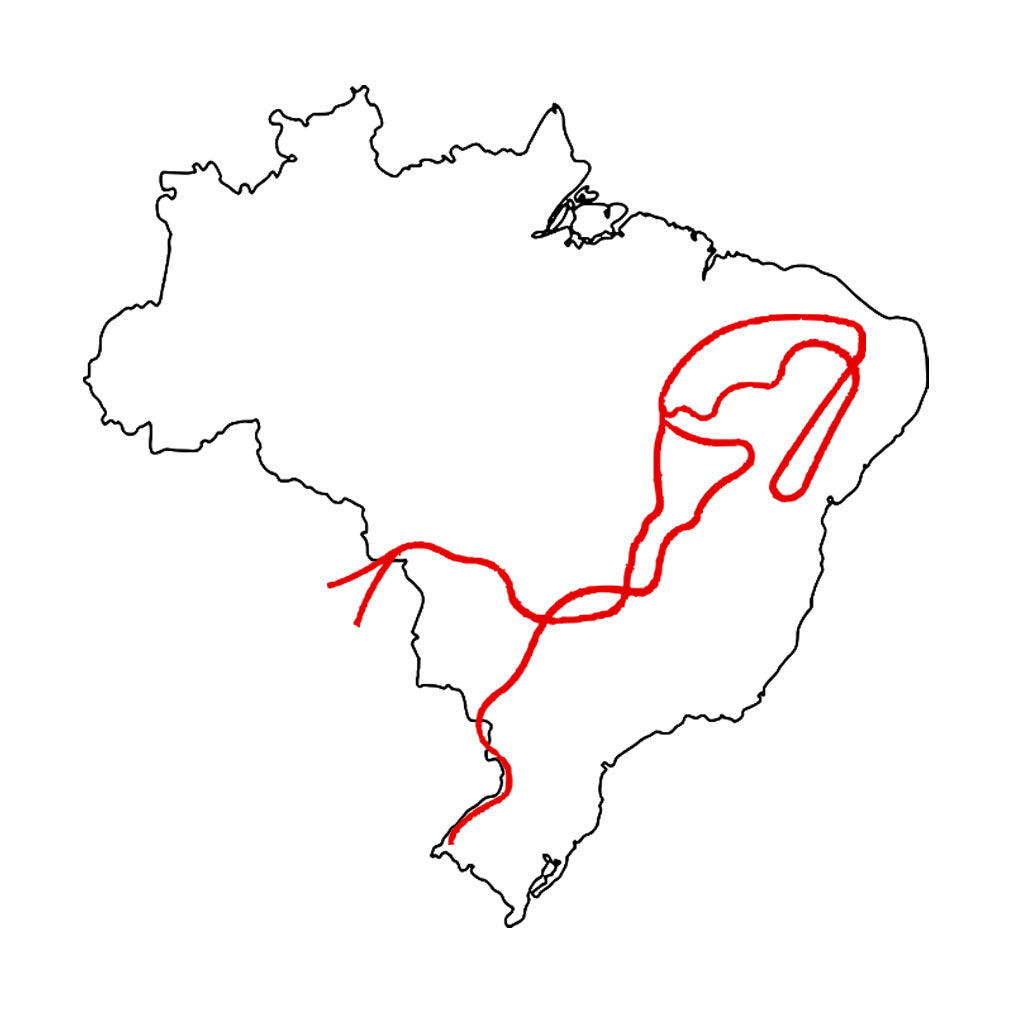 Camiseta Básica A Coluna Prestes